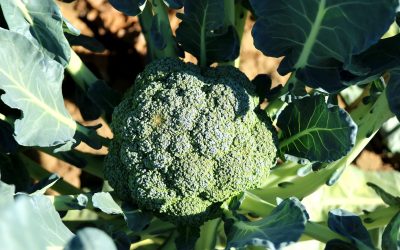 Was macht Broccoli so wichtig in der Prävention von Prostatakrebs, Bluthochdruck und Nierenerkrankungen?
